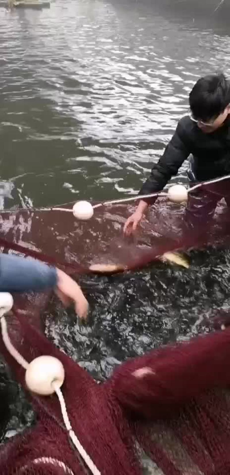 河豚鱼