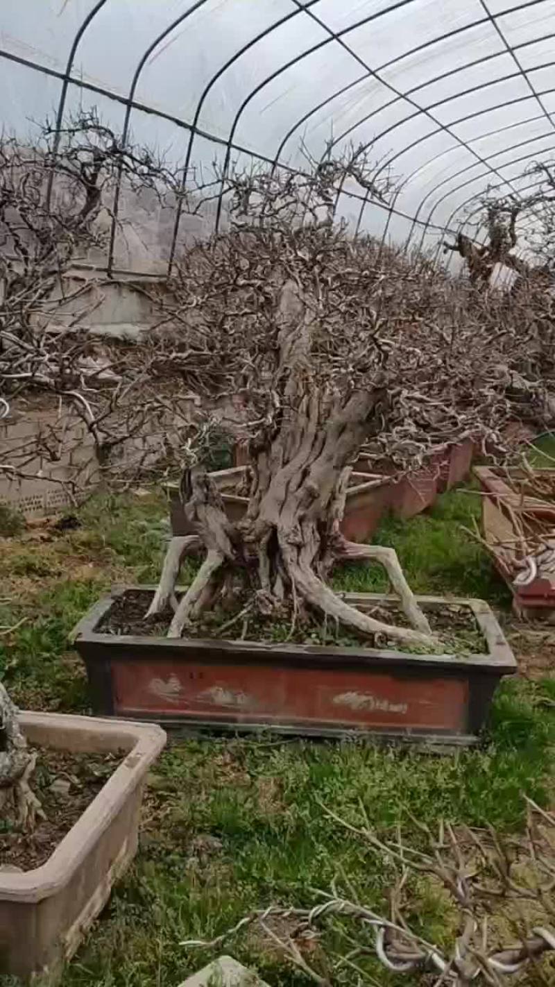 石榴盆景老桩百年石榴树大红袍品种