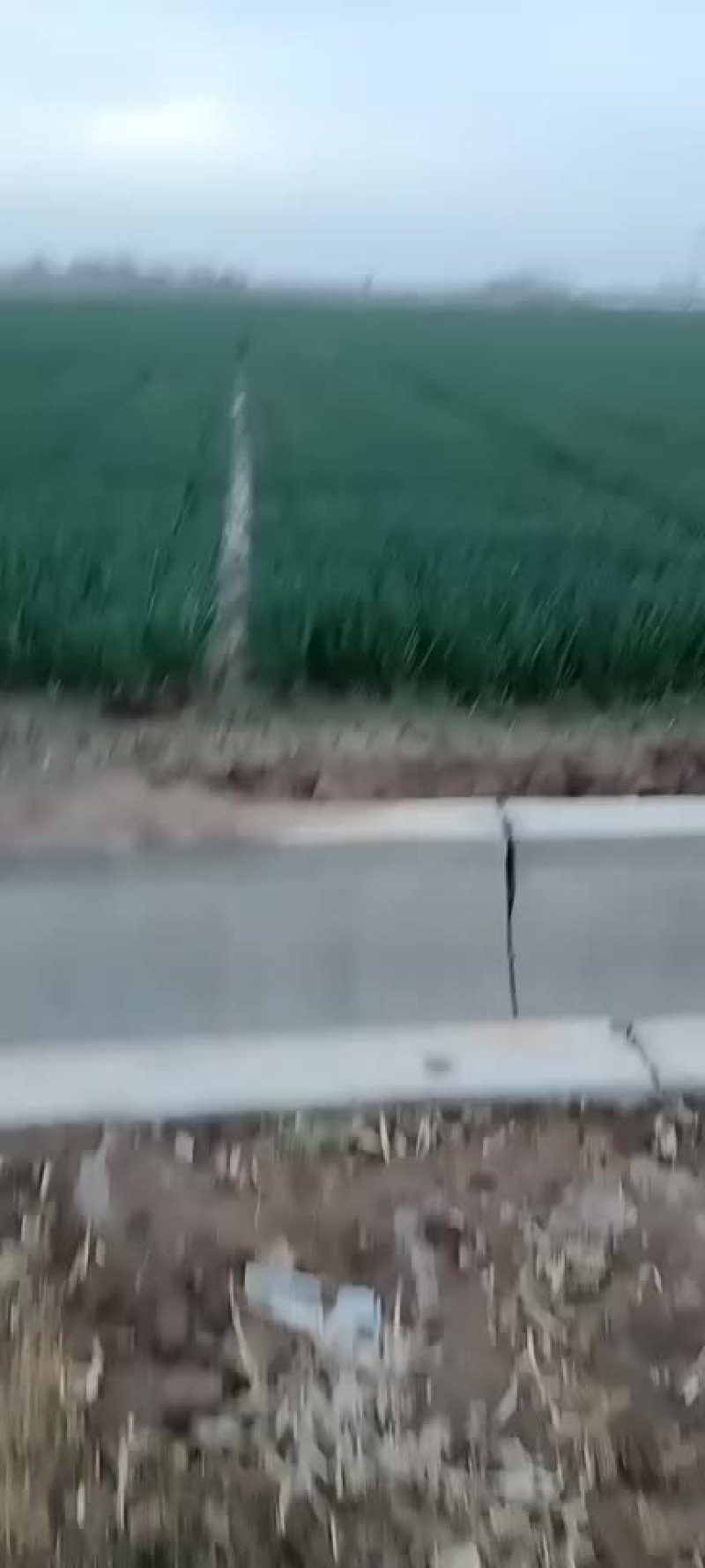 小葱