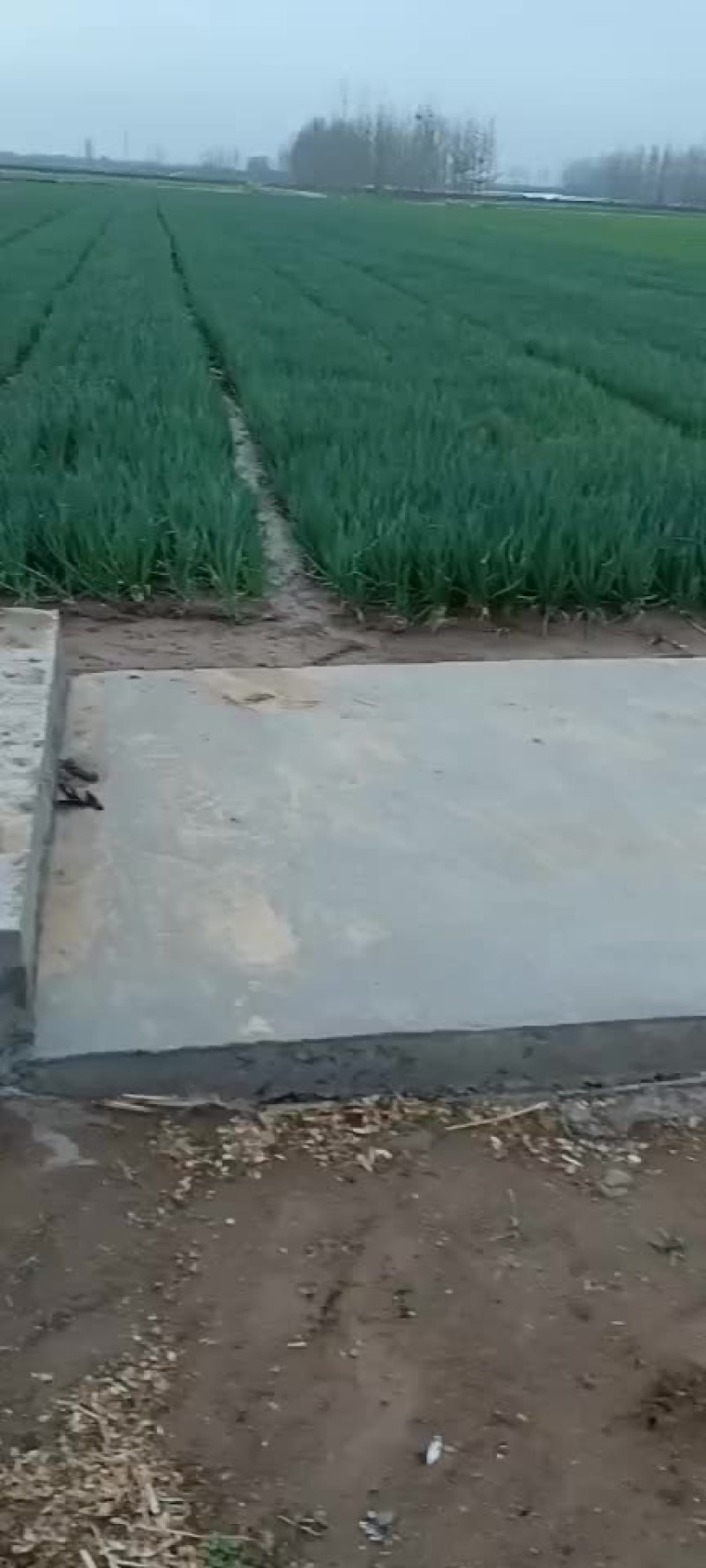 小葱