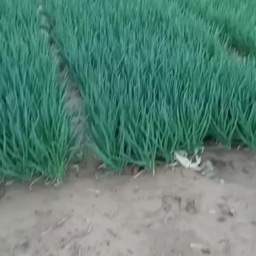 小葱