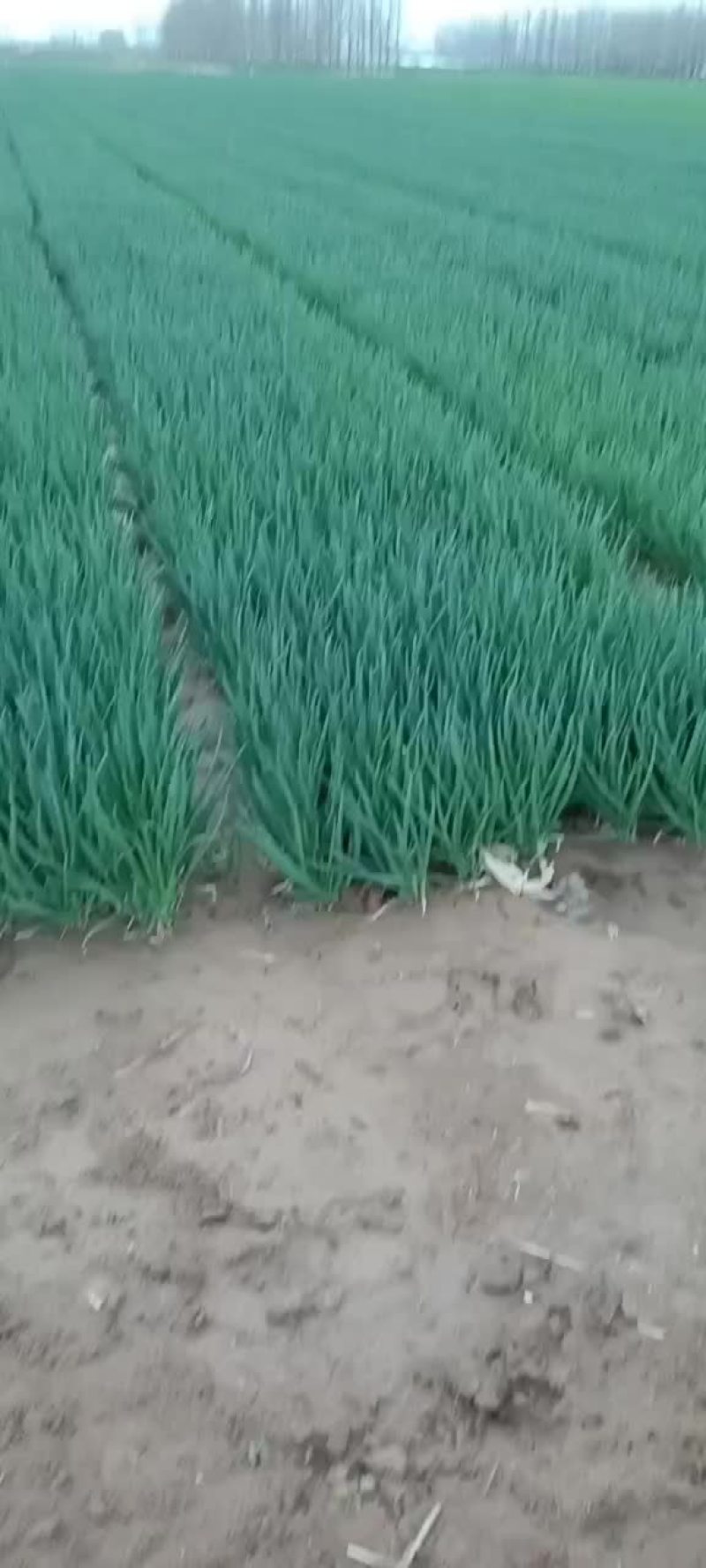 小葱