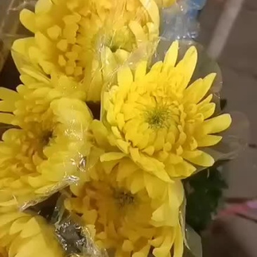 黄菊