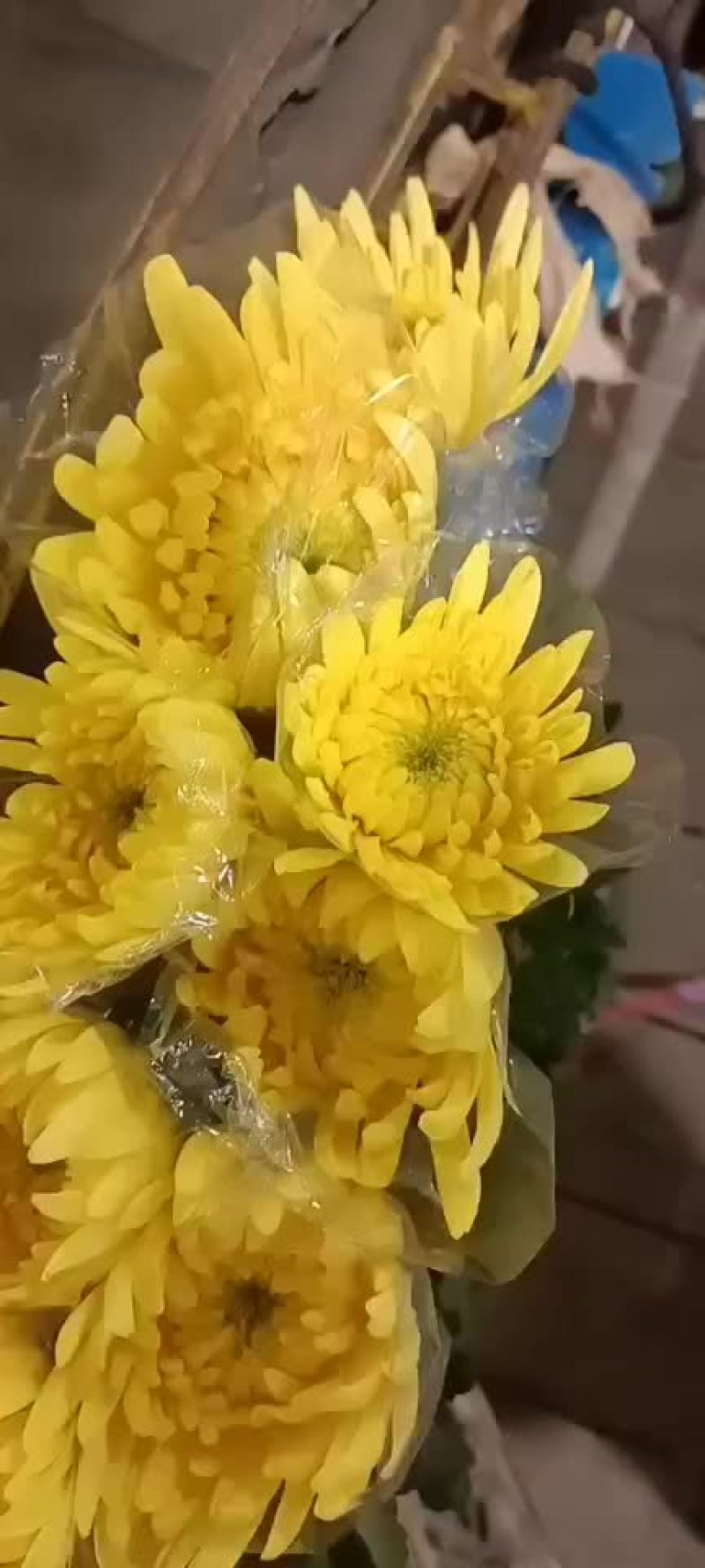 黄菊
