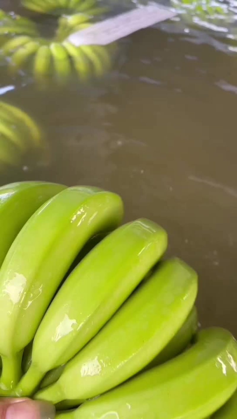 云南西双版纳香蕉