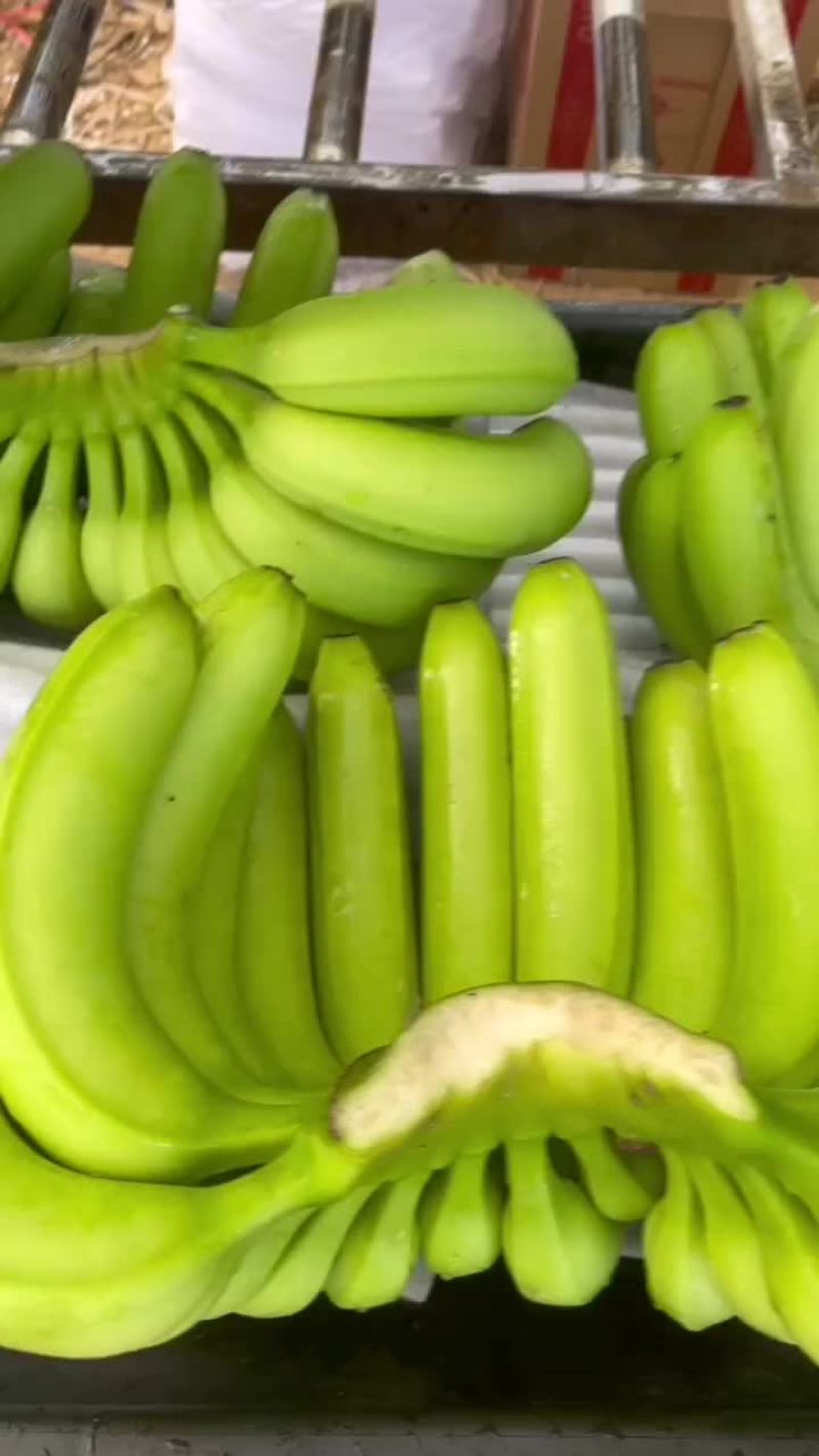 云南西双版纳香蕉