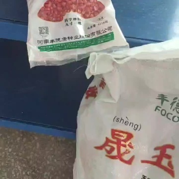玉米种子