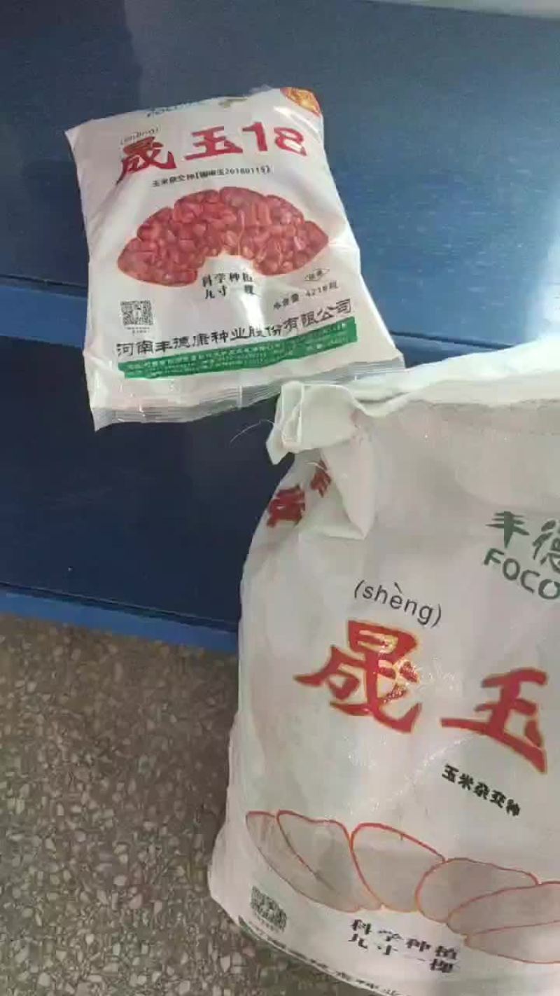 玉米种子