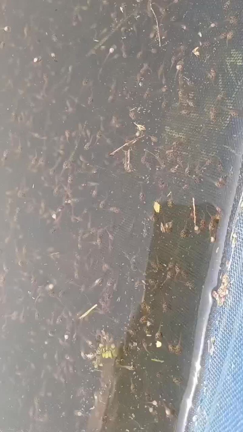 基地直供青蛙苗/黑斑蛙苗，黄豆苗，小四脚，活性好成活率高