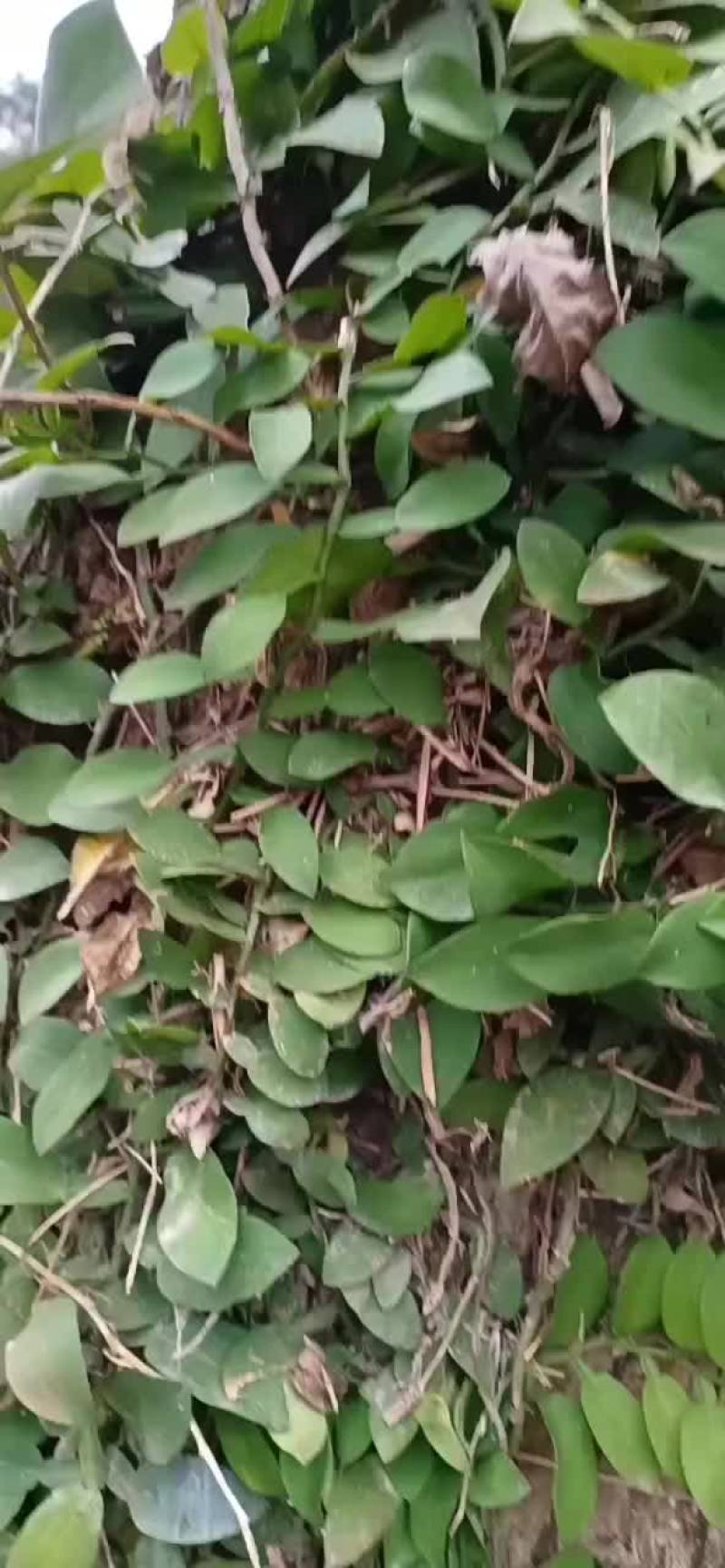 野生石柑子要货下单现挖现卖