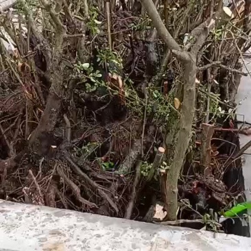 火棘下山桩出售，3-15公分
