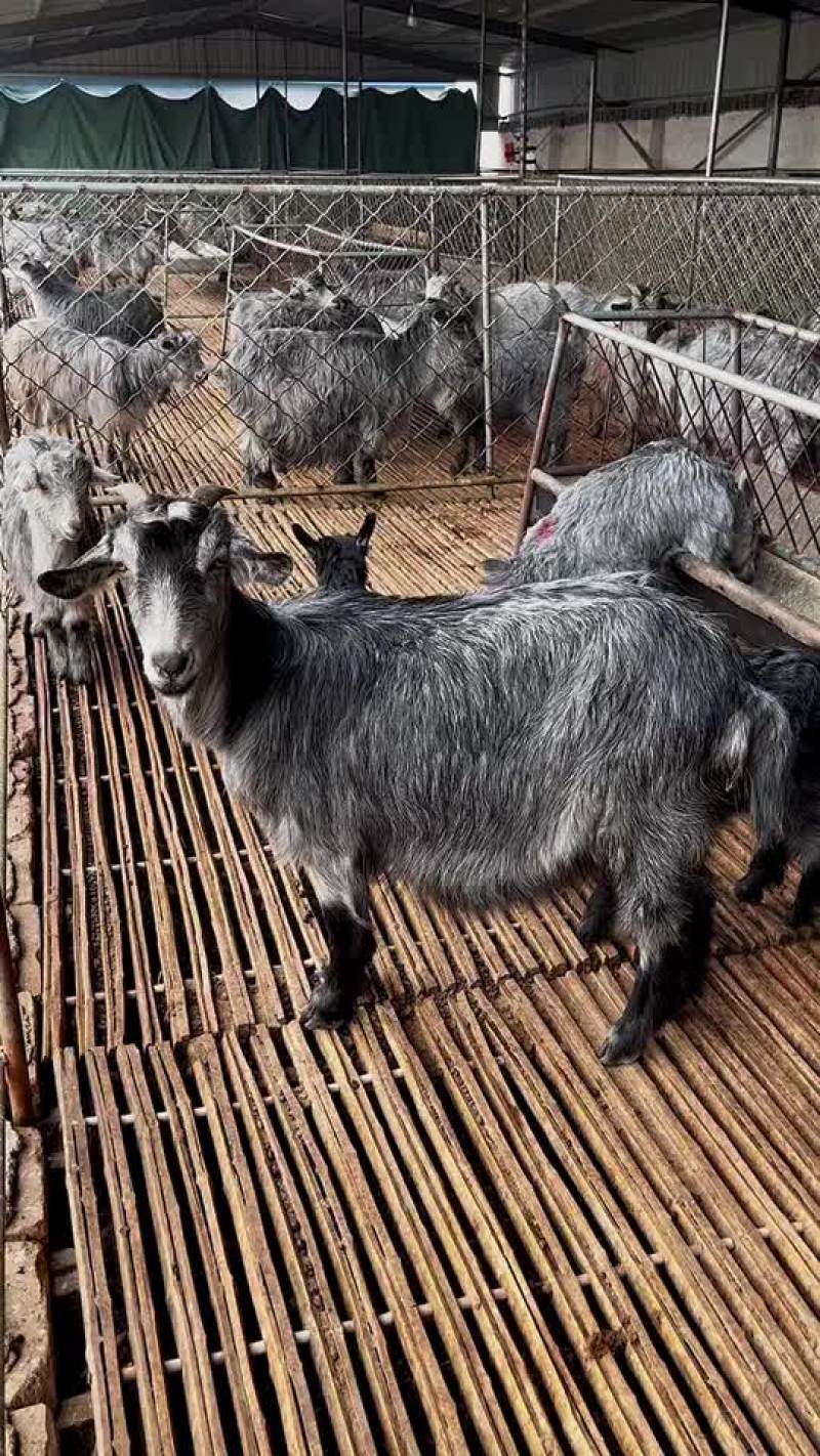 头胎青山羊下两羔，青山羊价格