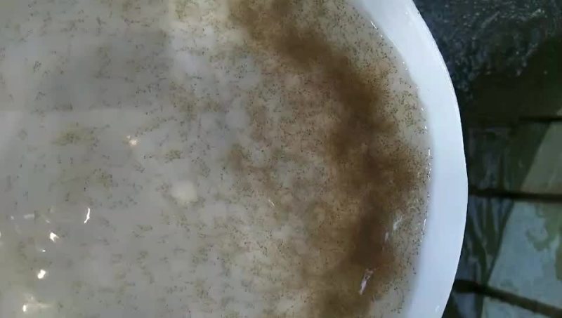 四大家鱼水花（白鲢，花鲢，鲫鱼，草鱼）洪湖本地孵化优质水