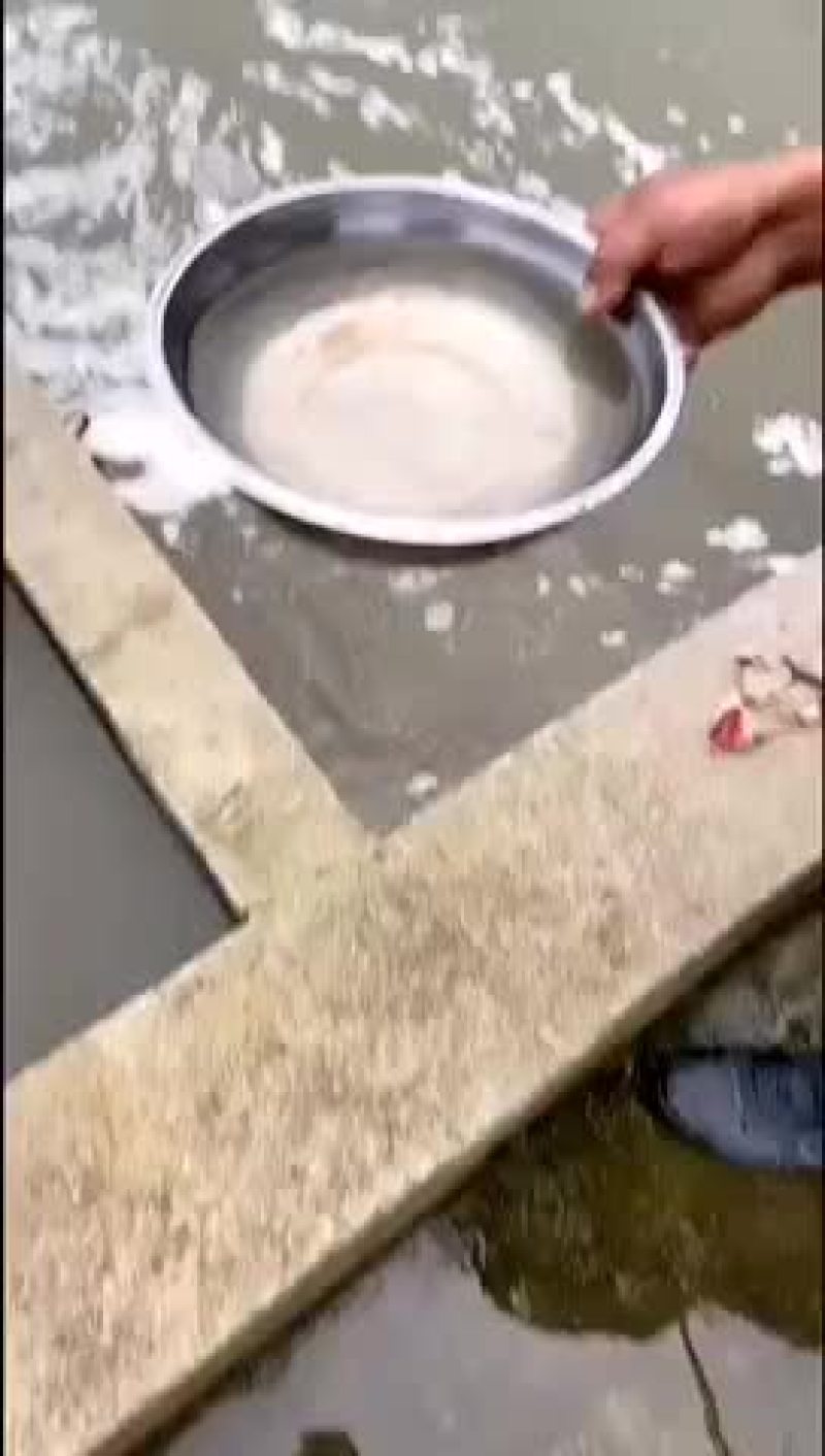 四大家鱼水花（白鲢，花鲢，鲫鱼，草鱼）洪湖本地孵化优质水