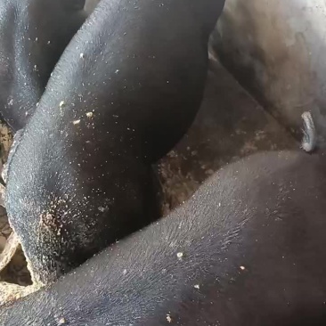 土黑猪