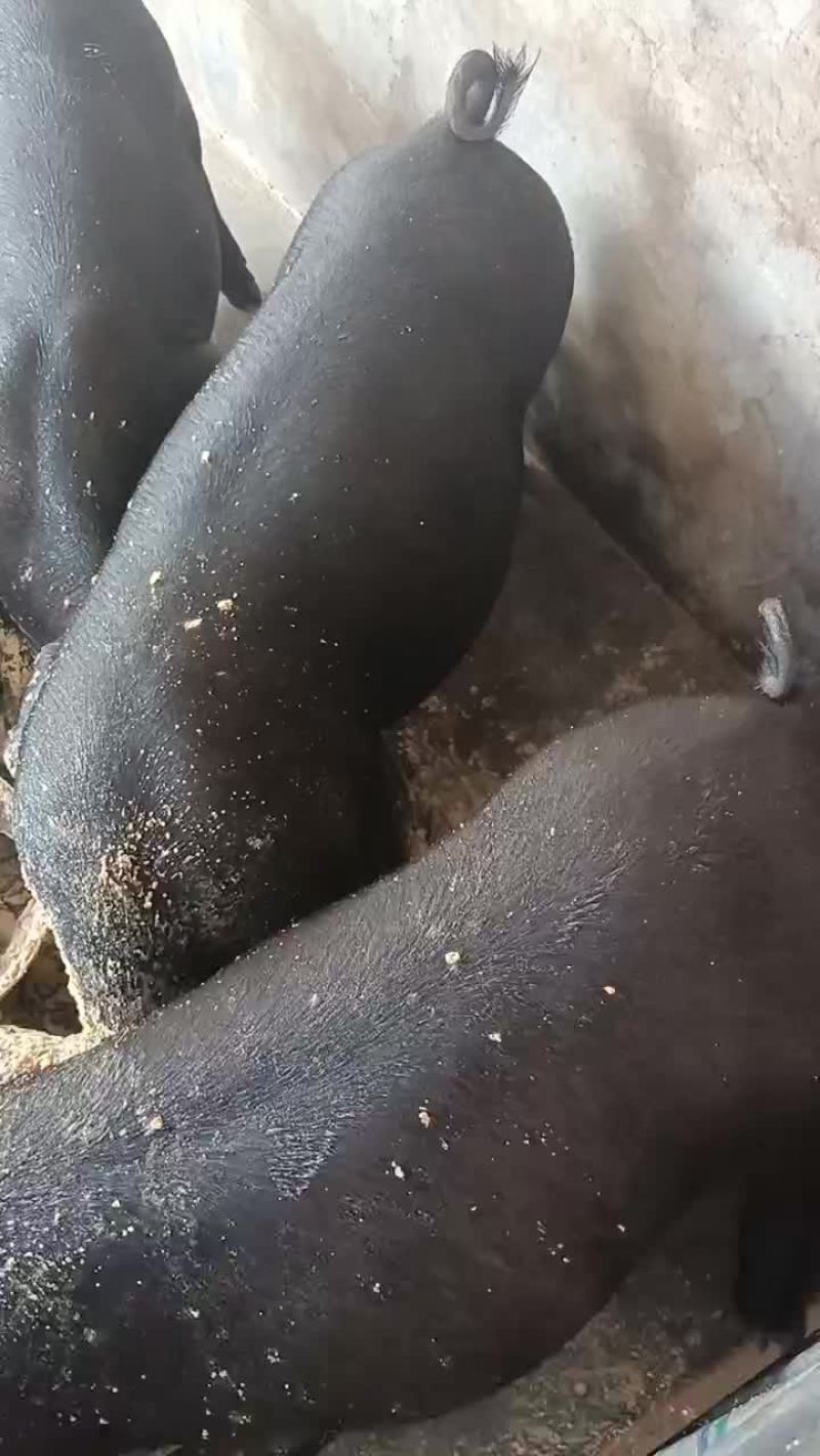 土黑猪