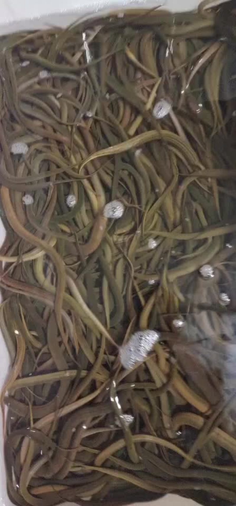 黄鳝30斤起批