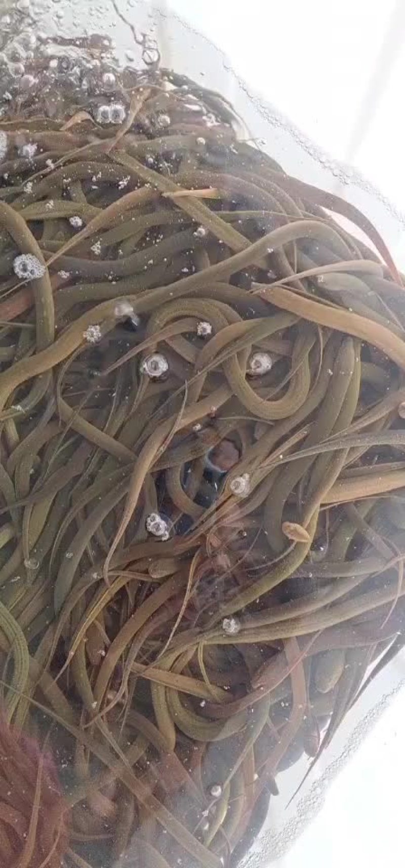 黄鳝30斤起批