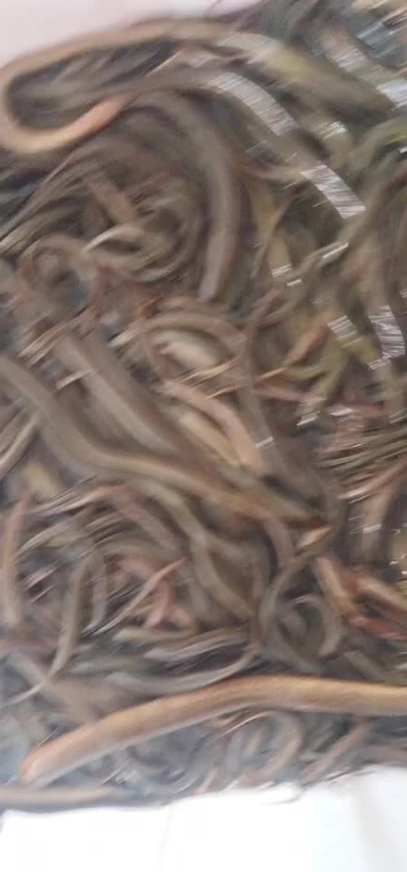 黄鳝30斤起批