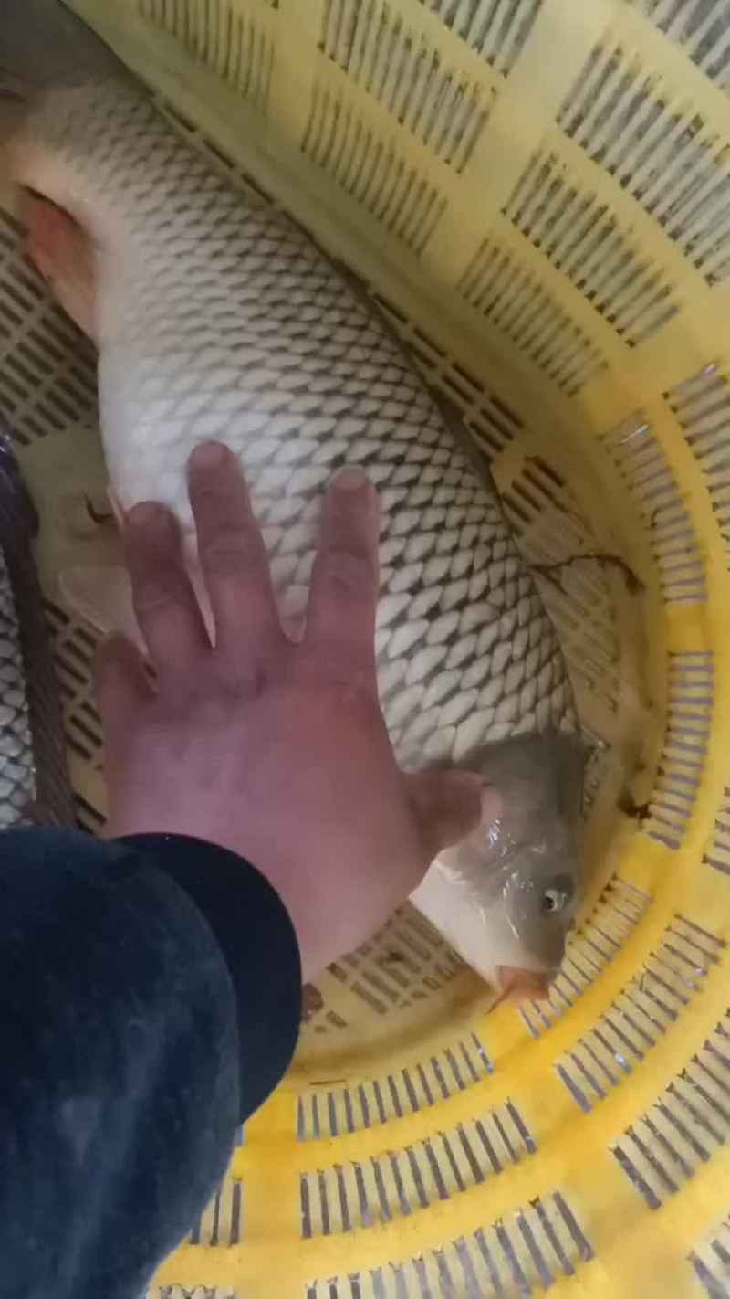 精品池塘饲料黄河鲤鱼
