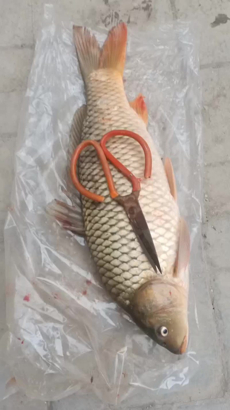 精品池塘饲料黄河鲤鱼