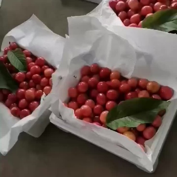 山东暖棚大樱桃