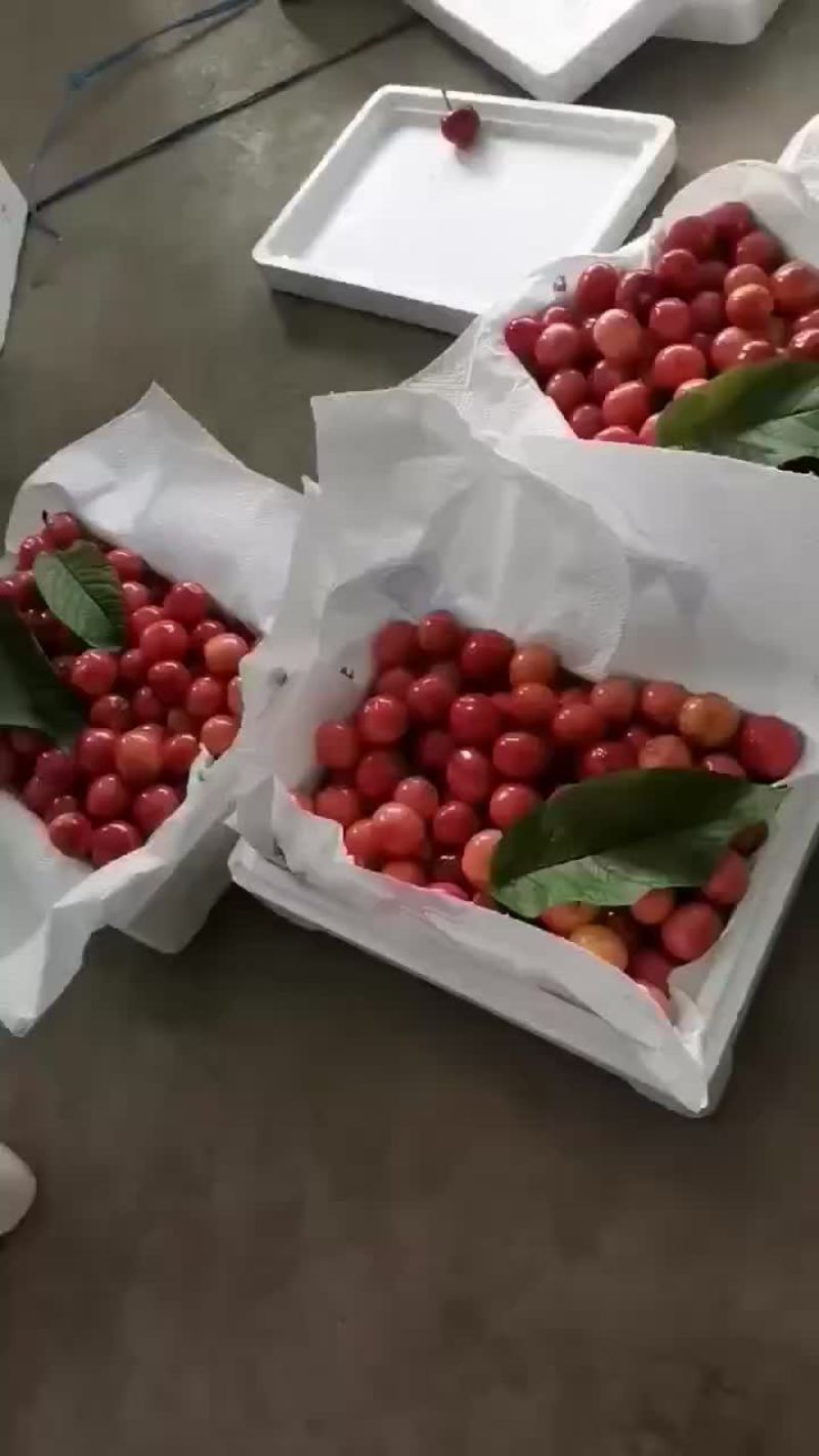 山东暖棚大樱桃