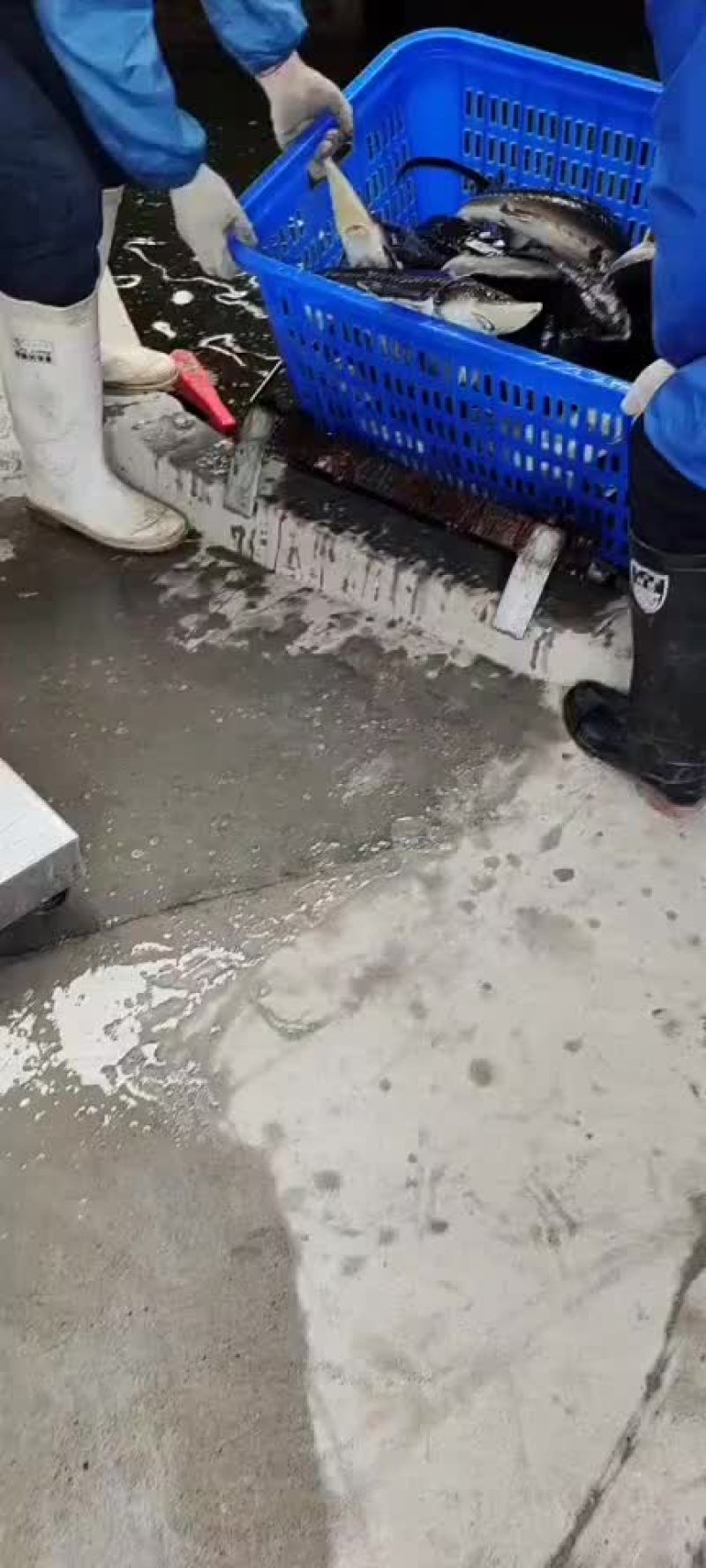 供应鲟鱼，精养池养殖，品质保证，耐长途运输