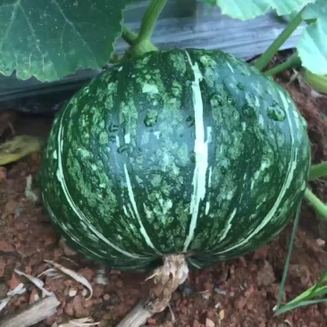 新西兰南瓜
