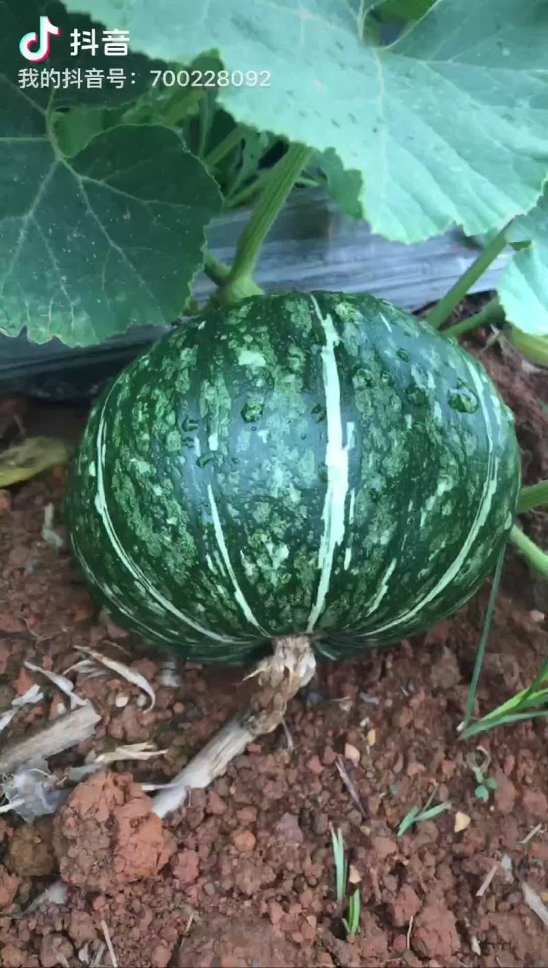 新西兰南瓜