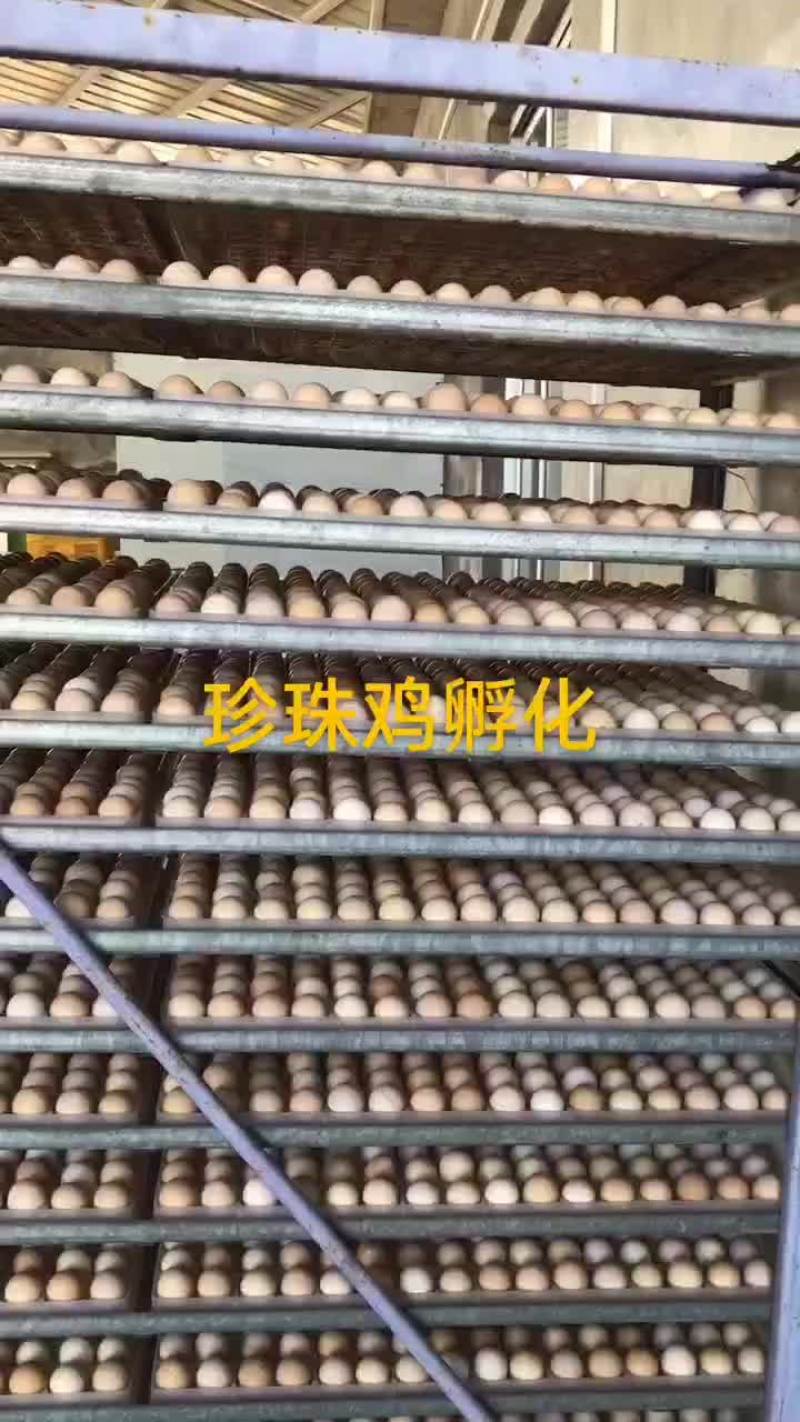 珍珠鸡种蛋