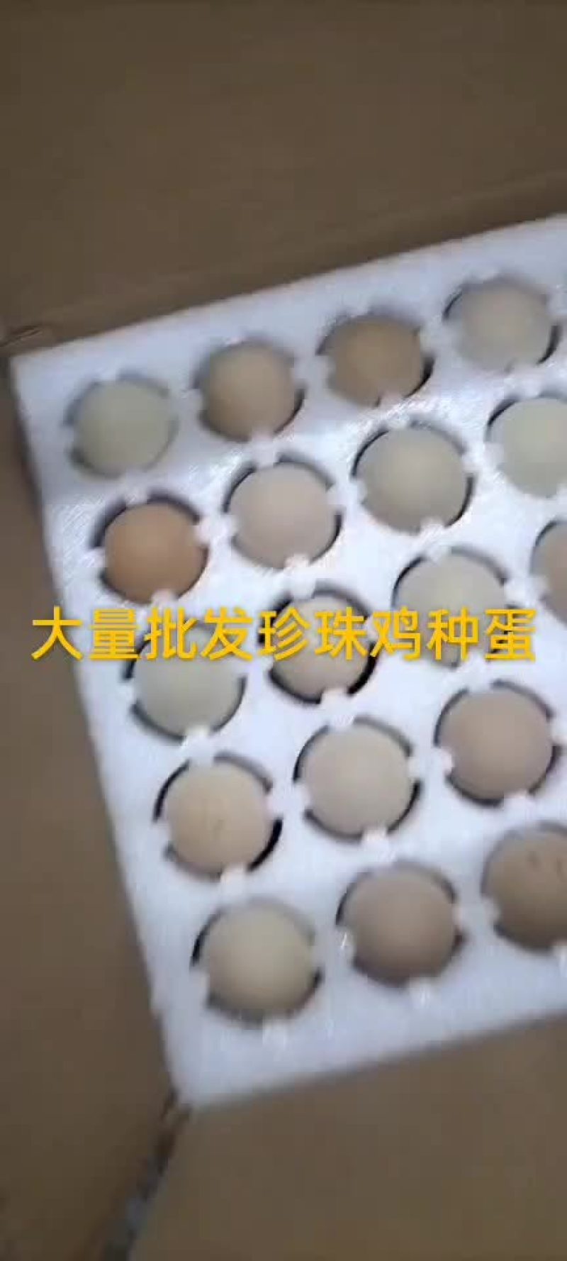 珍珠鸡种蛋