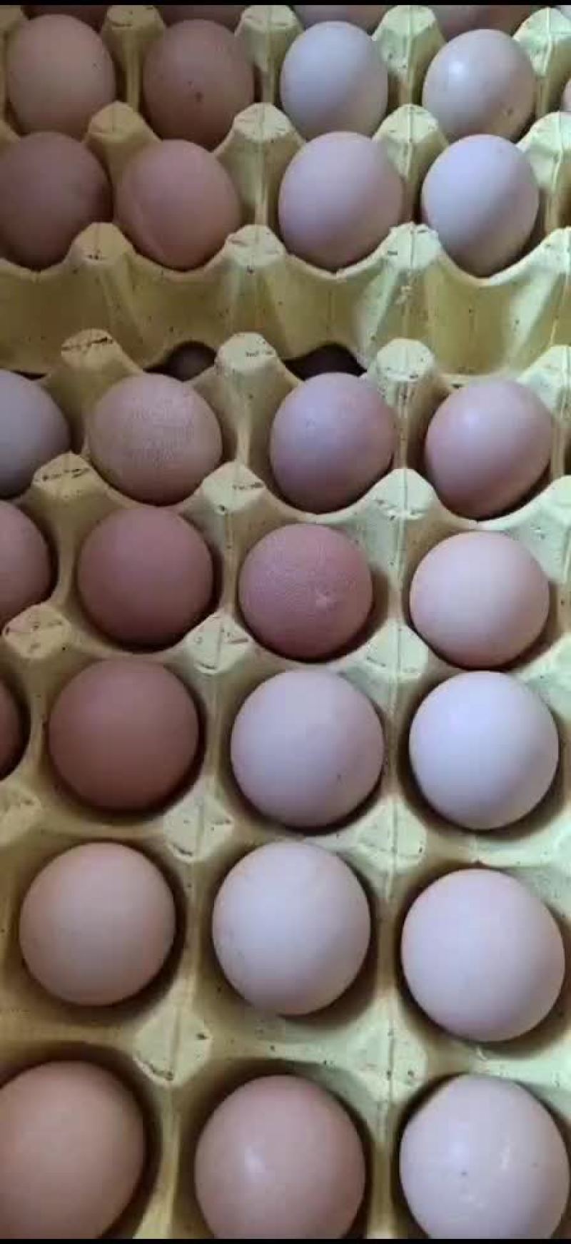 珍珠鸡种蛋