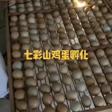 七彩山鸡蛋种蛋