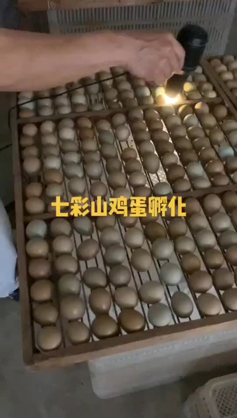 七彩山鸡蛋种蛋