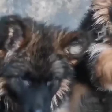罗威纳