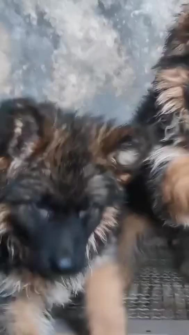 罗威纳