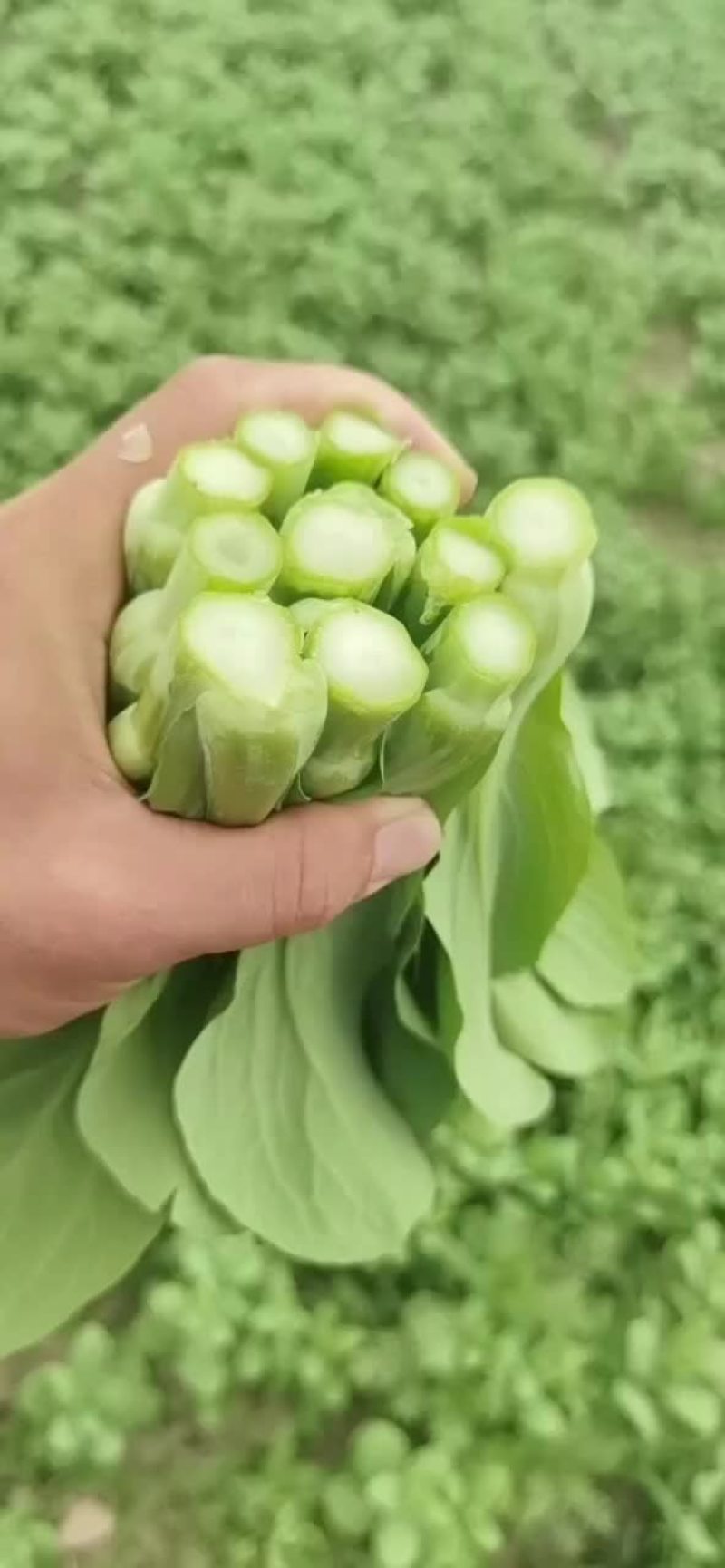 安徽菜苔，上海青苔，白菜苔，大量上市中，质保证，信誉第一