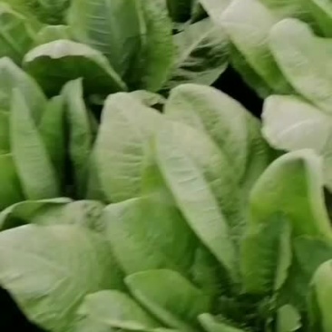 莴笋圆叶莴笋青笋红笋以大量上市
