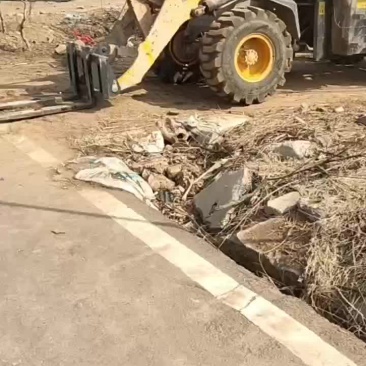 15公分石榴树老桩景观园林绿化