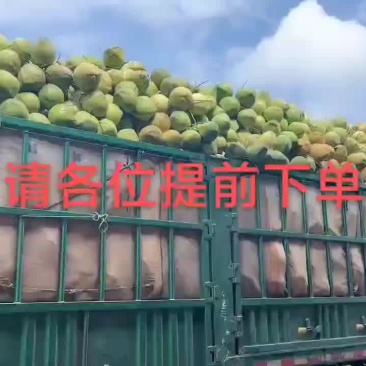 海南椰子实力厂家长期供应可以视频看货，欢迎电商，社区的朋