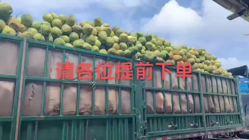 海南椰子实力厂家长期供应可以视频看货，欢迎电商，社区的朋