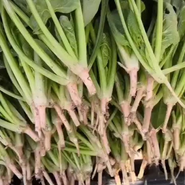 菠菜预售