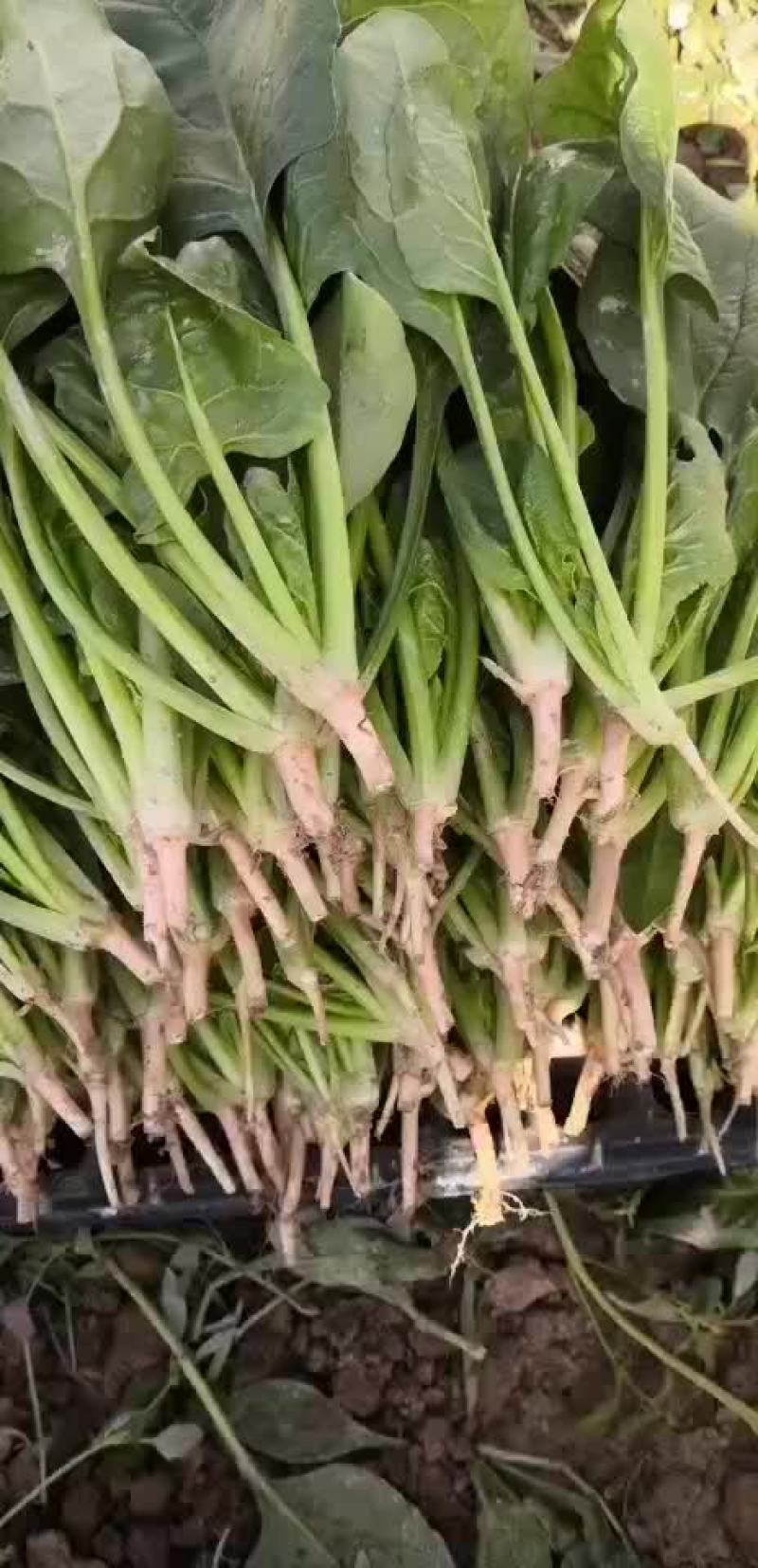 菠菜预售