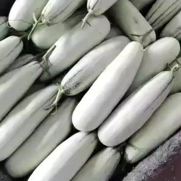 山东甜瓜