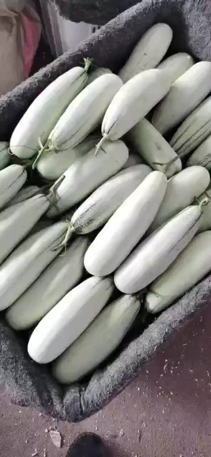 山东甜瓜