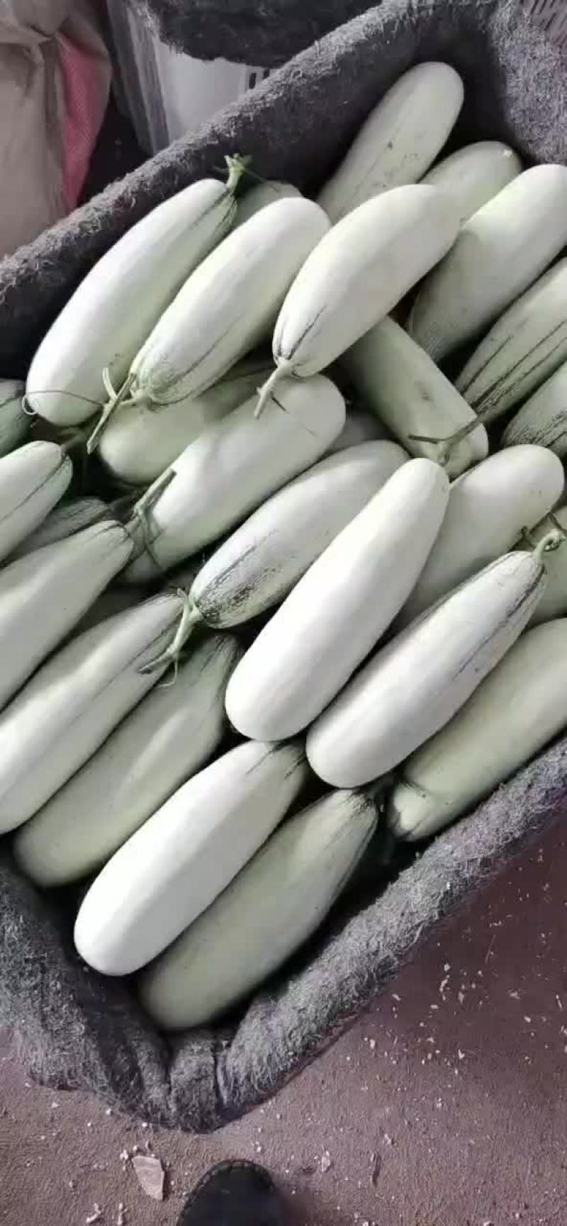 山东甜瓜