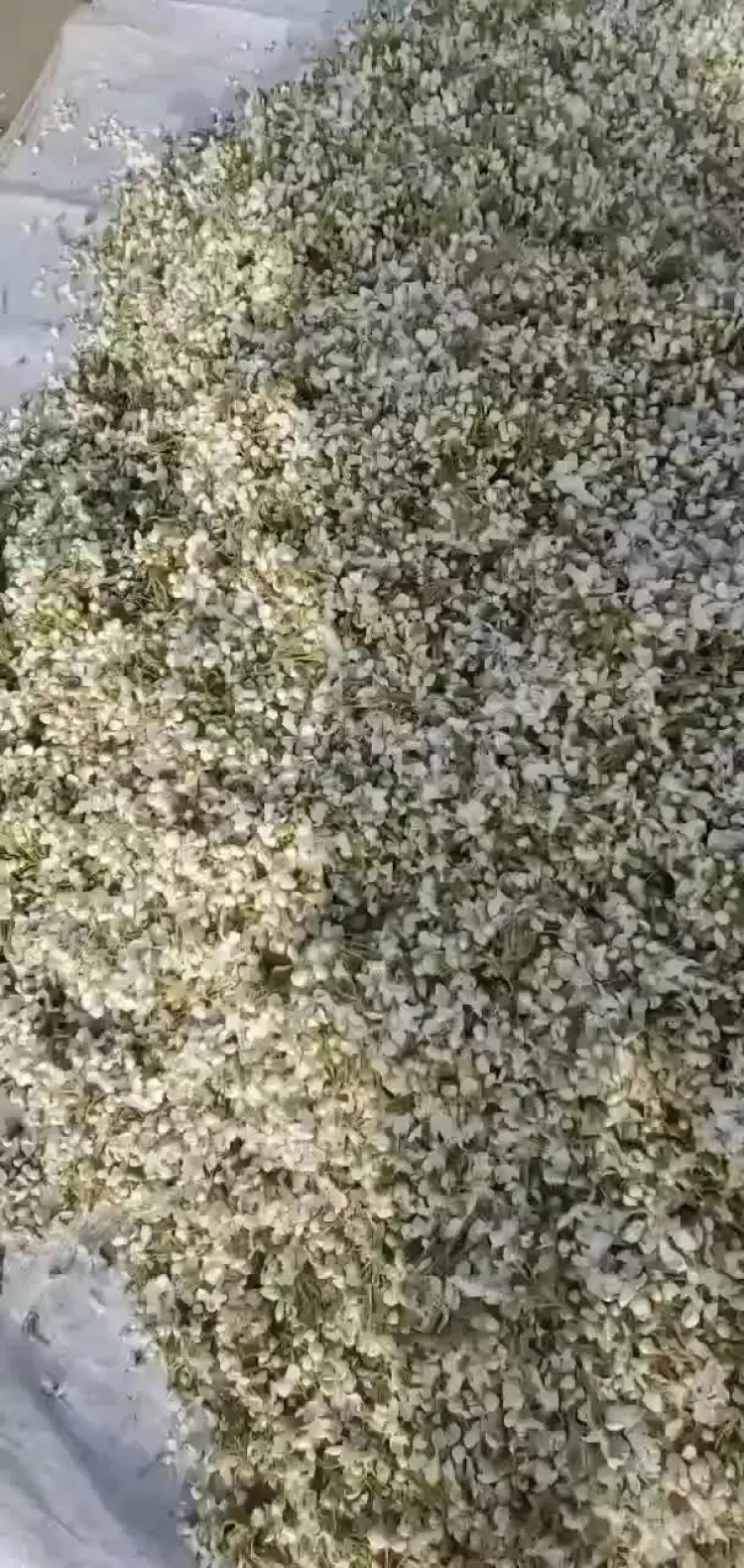 【こころ】　梨花粉（鴨梨の花粉）　１０ｇ×５袋 こころ】 梨花粉（鴨梨の花粉） 10g×5袋 楽天市場】梨 花粉の通販