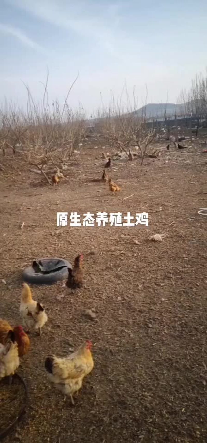 脱温苗笨鸡苗，乌鸡苗
