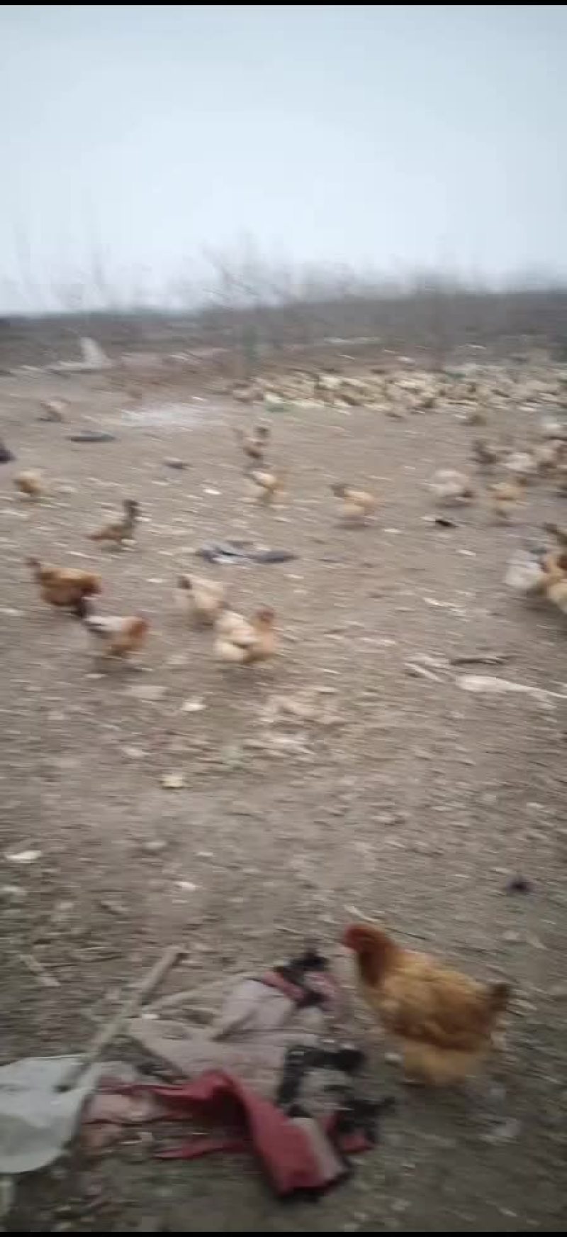 脱温苗笨鸡苗，乌鸡苗